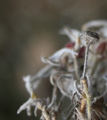 Trichodiadema strumosum