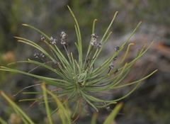 Euryops tenuissimus