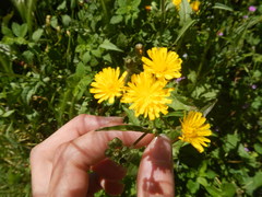 Crepis alpina