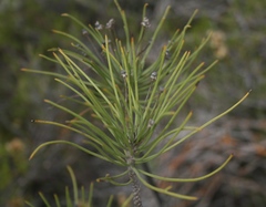 Euryops tenuissimus