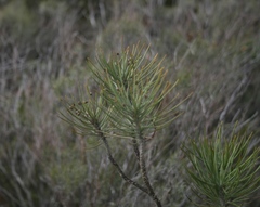 Euryops tenuissimus