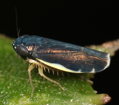 Planicephalus flavocostatus