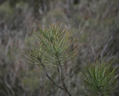 Euryops tenuissimus