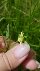 Viola arvensis