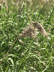 Phragmites australis