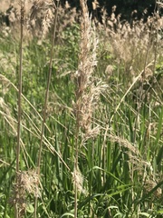 Phragmites australis