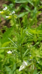 Viola arvensis