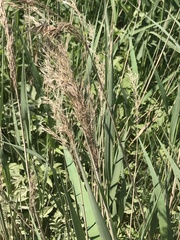 Phragmites australis