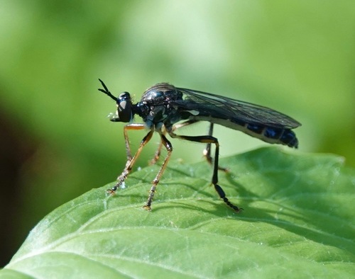 Dioctria hyalipennis nuotrauka