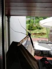 Tipula maxima
