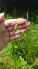 Capsella bursa-pastoris
