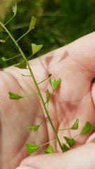 Capsella bursa-pastoris