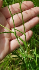Capsella bursa-pastoris