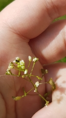 Capsella bursa-pastoris