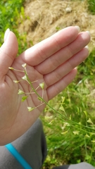 Capsella bursa-pastoris