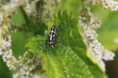 Propylea quatuordecimpunctata
