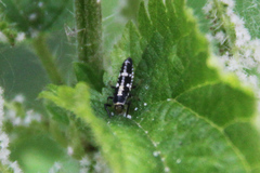 Propylea quatuordecimpunctata