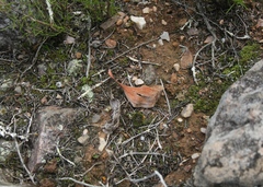 Eriospermum pubescens