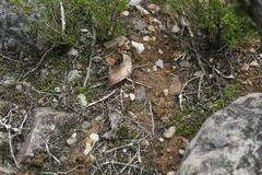 Eriospermum pubescens