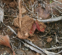 Eriospermum pubescens