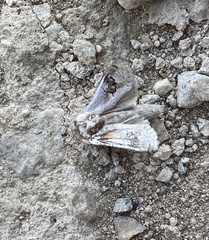 Parahypopta caestrum
