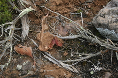 Eriospermum pubescens