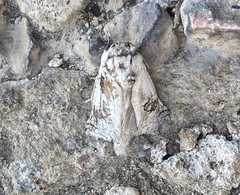 Parahypopta caestrum