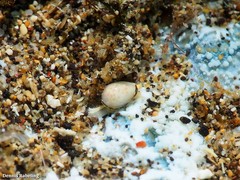 Granulina rutae