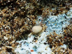 Granulina rutae