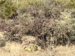 Cylindropuntia thurberi versicolor