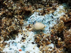 Granulina rutae