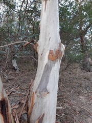 Eucalyptus risdonii