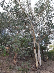 Eucalyptus risdonii