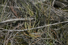 Muraltia muraltioides