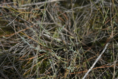 Muraltia muraltioides