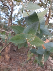 Eucalyptus risdonii