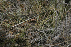 Muraltia muraltioides