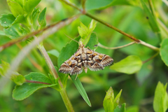 Diasemia