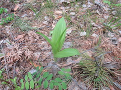 Veratrum lobelianum