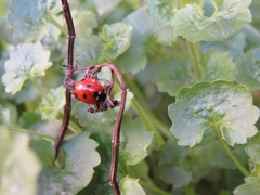 Coccinella septempunctata