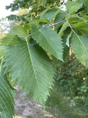 Ulmus