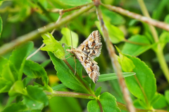 Diasemia