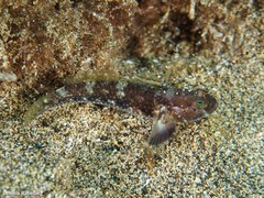 Vanneaugobius canariensis