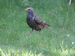 Sturnus vulgaris