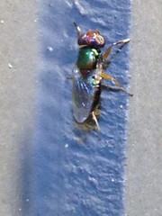 Physiphora clausa