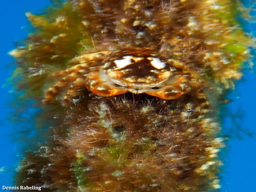 photo of Gulfweed Crab (Planes minutus)