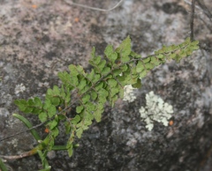 Cheilanthes contracta