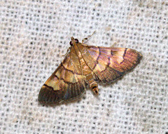 Syngamia latimarginalis