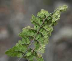 Cheilanthes contracta