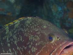 Diplecogaster tonstricula